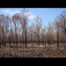Nach einem Brand besitzt der Wald eine besondere Atmosphäre